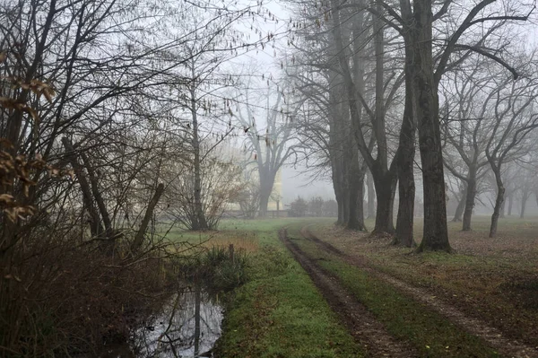 Gravel path bordered by poplars in a park on a foggy day in winter