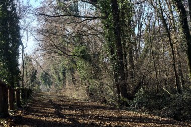 Trail with foliage and almost bare trees arching on it in a forest on a winter day in the italian countryside