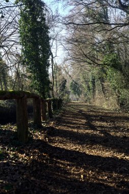 Trail with foliage and almost bare trees arching on it in a forest on a winter day in the italian countryside