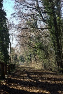 Trail with foliage and almost bare trees arching on it in a forest on a winter day in the italian countryside