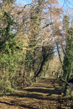 Trail with foliage and almost bare trees arching on it in a forest on a winter day in the italian countryside