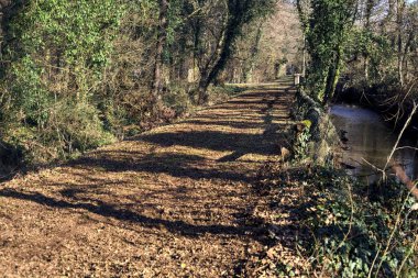 Path with foliage in a forest bordered by a stream of water on a winter day in the italian countryside