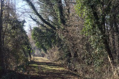 Trail with foliage and almost bare trees arching on it in a forest on a winter day in the italian countryside
