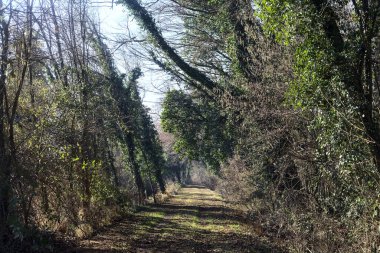 Trail with foliage and almost bare trees arching on it in a forest on a winter day in the italian countryside
