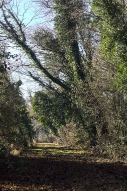 Trail with foliage and almost bare trees arching on it in a forest on a winter day in the italian countryside