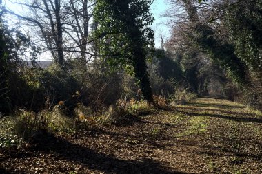 Path with foliage in a forest bordered by a stream of water on a winter day in the italian countryside
