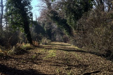 Trail with foliage and almost bare trees arching on it in a forest on a winter day in the italian countryside