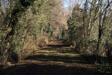 Trail with foliage and almost bare trees arching on it in a forest on a winter day in the italian countryside