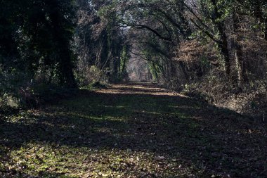 Trail with foliage and almost bare trees arching on it in a forest on a winter day in the italian countryside