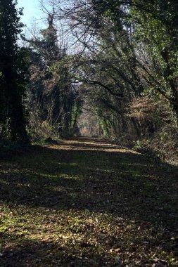 Trail with foliage and almost bare trees arching on it in a forest on a winter day in the italian countryside