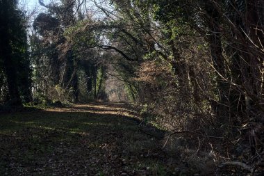 Trail with foliage and almost bare trees arching on it in a forest on a winter day in the italian countryside