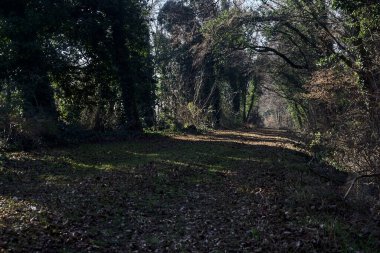 Trail with foliage and almost bare trees arching on it in a forest on a winter day in the italian countryside