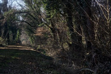 Trail with foliage and almost bare trees arching on it in a forest on a winter day in the italian countryside