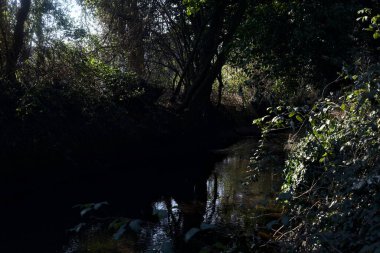 Stream of water with trees arching on it in a forest on a sunny day in winter
