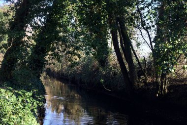 Stream of water with trees arching on it in a forest on a sunny day in winter