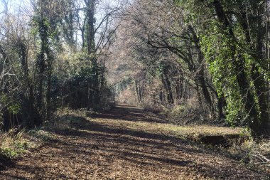 Trail with foliage and almost bare trees arching on it in a forest on a winter day in the italian countryside