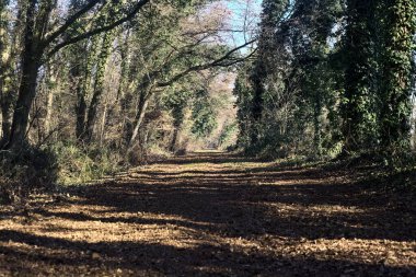 Trail with foliage and almost bare trees arching on it in a forest on a winter day in the italian countryside