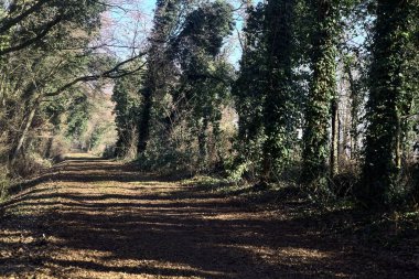 Trail with foliage and almost bare trees arching on it in a forest on a winter day in the italian countryside