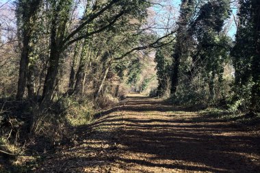 Trail with foliage and almost bare trees arching on it in a forest on a winter day in the italian countryside
