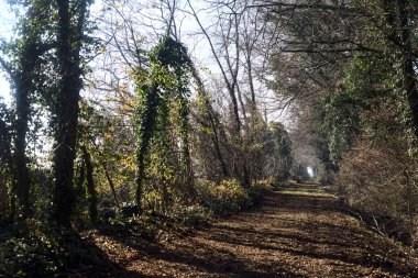 Trail with foliage in a park that leads to an opening on a sunny day in winter