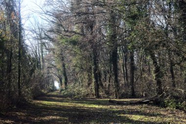 Trail with foliage in a park that leads to an opening on a sunny day in winter