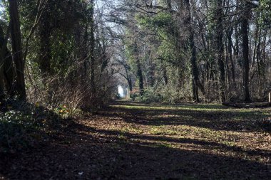 Trail with foliage in a park that leads to an opening on a sunny day in winter
