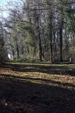 Trail with foliage in a park that leads to an opening on a sunny day in winter