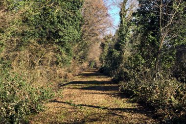 Trail with foliage and almost bare trees arching on it in a forest on a winter day in the italian countryside