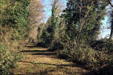 Trail with foliage and almost bare trees arching on it in a forest on a winter day in the italian countryside