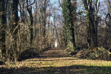 Trail with foliage in a park that leads to an opening on a sunny day in winter