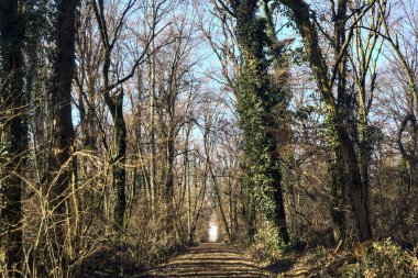 Trail with foliage in a park that leads to an opening on a sunny day in winter