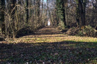 Trail with foliage in a park that leads to an opening on a sunny day in winter