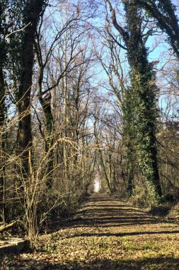 Trail with foliage in a park that leads to an opening on a sunny day in winter