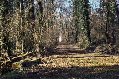 Trail with foliage in a park that leads to an opening on a sunny day in winter