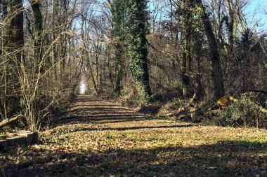 Trail with foliage in a park that leads to an opening on a sunny day in winter