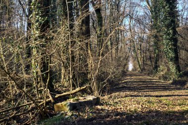 Trail with foliage in a park that leads to an opening on a sunny day in winter