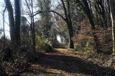 Trail with foliage in a park that leads to an opening on a sunny day in winter