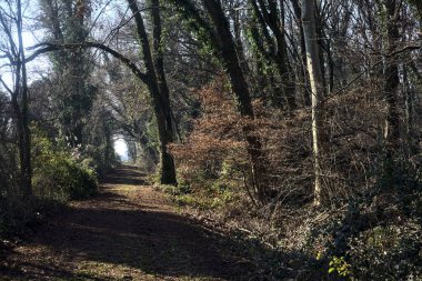 Trail with foliage in a park that leads to an opening on a sunny day in winter
