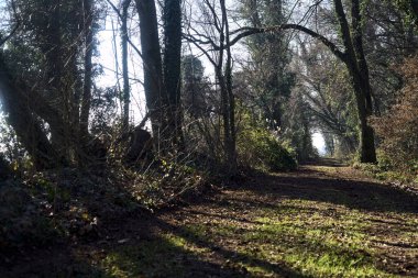 Trail with foliage in a park that leads to an opening on a sunny day in winter