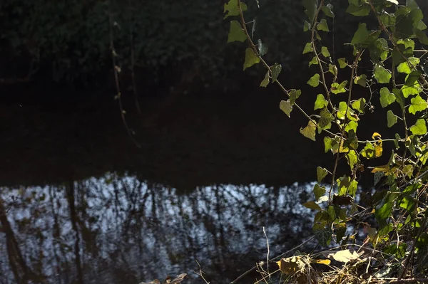 Ivy plant by the shore of a stream of water lit by the sun seen up close