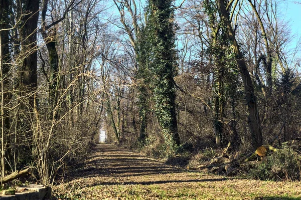 Trail with foliage in a park that leads to an opening on a sunny day in winter