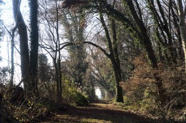 Trail with foliage in a park that leads to an opening on a sunny day in winter