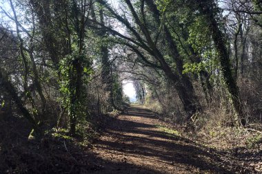 Trail with foliage in a park that leads to an opening on a sunny day in winter