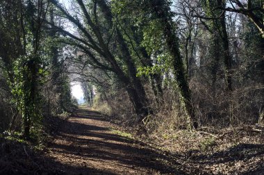 Trail with foliage in a park that leads to an opening on a sunny day in winter