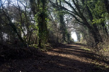 Trail with foliage in a park that leads to an opening on a sunny day in winter