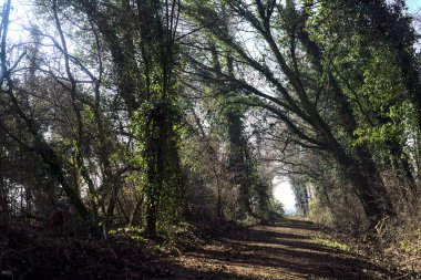 Trail with foliage in a park that leads to an opening on a sunny day in winter