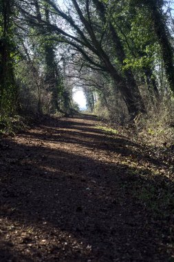 Trail with foliage in a park that leads to an opening on a sunny day in winter