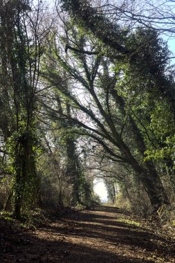 Trail with foliage in a park that leads to an opening on a sunny day in winter