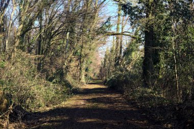 Trail with foliage and almost bare trees arching on it in a forest on a winter day in the italian countryside