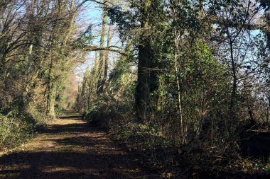 Trail with foliage and almost bare trees arching on it in a forest on a winter day in the italian countryside